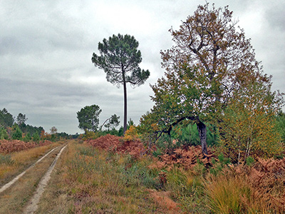 Einsamer Forstweg in der Nachbarschaft