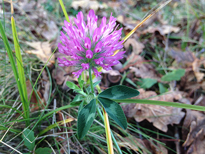 Rotklee (trifolium pratense)